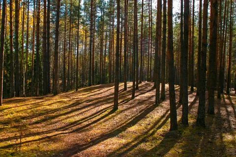 Spring sunny day in the pine forest, a shadow from trees Stock Photos