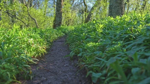 Spring sunny forest at day and footpath. 스톡 동영상 240982809
