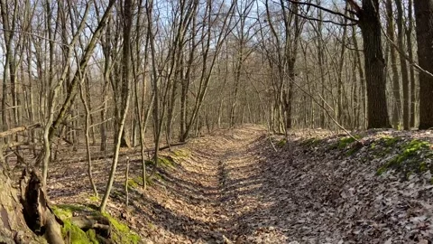 Spring sunny forest. The road among the trees. Leafless grove Stock Footage 267573349