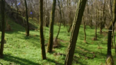 Spring sunny forest without leaves and with green grass. smooth camera movement 스톡 동영상 74227411
