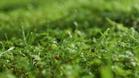 Spring sunny forest without leaves and with green grass. smooth camera movement Vidéo 74228368