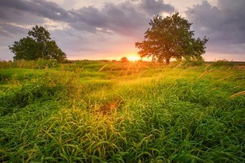 Spring sunny landscape Stock Photos
