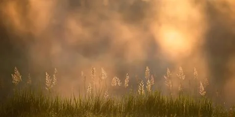 Spring sunny nature background Stock Photos
