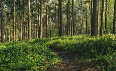 Spring sunny pine forest with path and green trees, natural background Foto stock