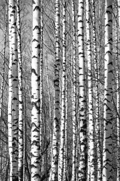 Spring sunny trunks birch trees black and white 스톡 사진
