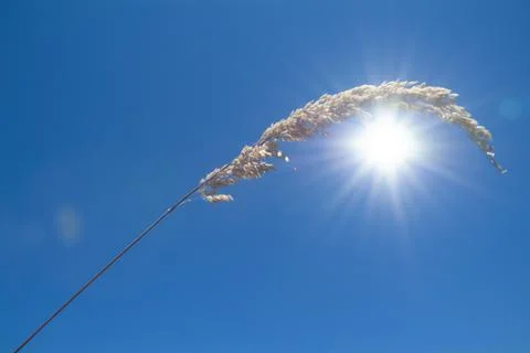 Spring, the sun's rays illuminate a small sprig of spontaneous plant. Stock Photos