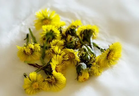 Spring suns. Selective focus on drying Coltsfoot. Close up Stock Photos