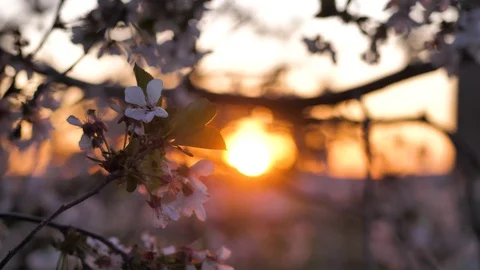 Spring. Sunset at cherry garden. White delicate flowers on the tree. Close-up Stock Footage 129253659
