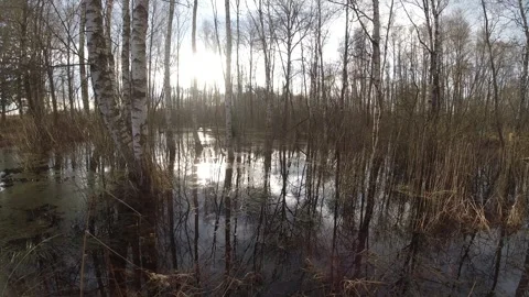 Spring sunset in forest and flood water, time lapse Stock Footage 290517179