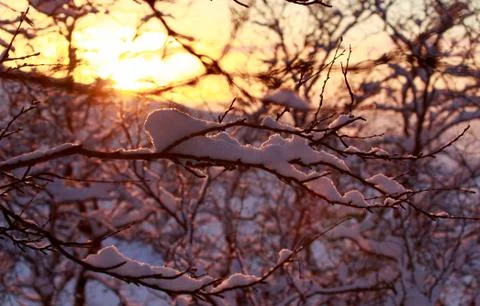 Spring sunset light across the trees, snow on forest branches. Seasonal Stock Photos