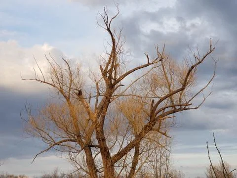 Spring sunset light on bare tree Stock Photos