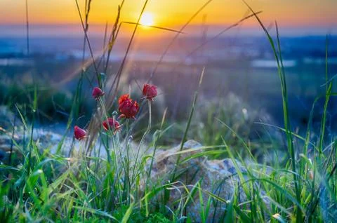 Spring sunset in nature landscape view Stock Photos