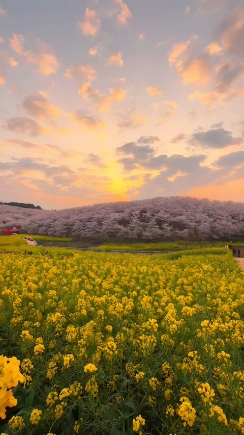 Spring Sunset Timelapse: Rapeseed Fields and Cherry Blossoms in Yunnan, China Stock Footage 336060608