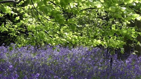 Spring sunshine blue flowers green leaves movement Stock Footage 77276483