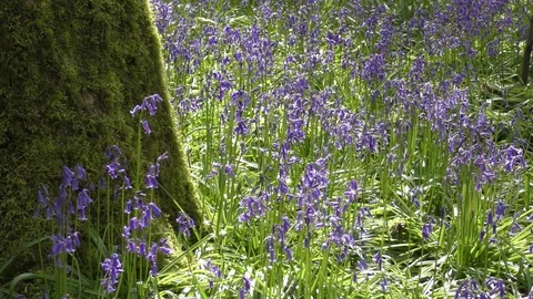 Spring sunshine bluebells Stock Footage 75269135