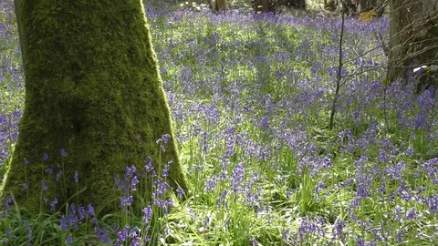 Spring sunshine bluebells zoom in Stock Footage 72733589