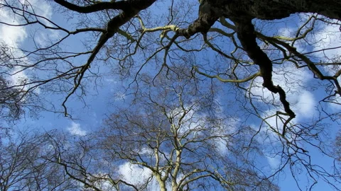 SPRING SUNSHINE ON TREES Stock-Footage 148379517