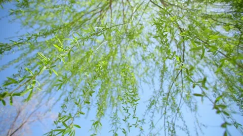 Spring sunshine willow branches and leaves swaying Stock Footage 257287579