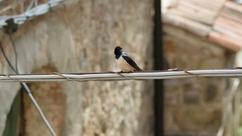 Spring swallow bird rest on power line cables,animal habitat contamination Stock Footage 239815624