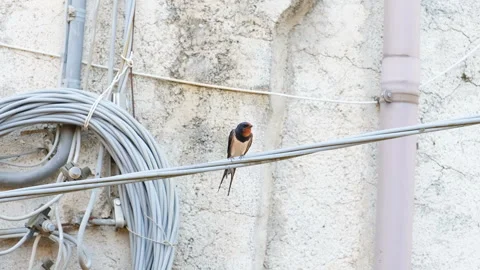 Spring swallow bird sin on power line cables, rural animal habitat contamination Stock Footage 246030161