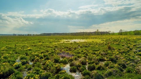 Spring in the swamp, beautiful grass in the water. Time lapse Stock Footage 74903734