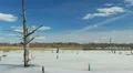 Spring in the swamp HD Footage