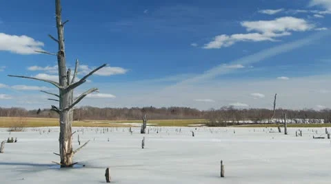 Spring in the swamp 스톡 동영상 10893258