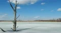 Spring in the swamp HD Footage