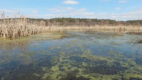 Spring swamp on a sunny day Stock Footage 83468446