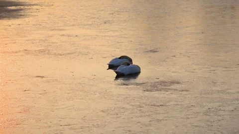Spring. The swans are back 02 Stock Footage 270344804