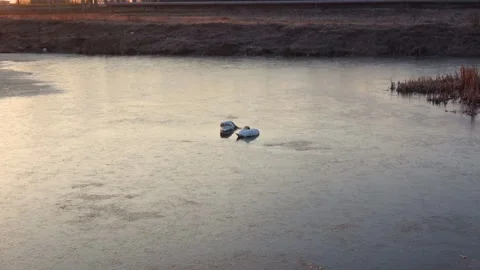 Spring. The swans are back 03 Stock Footage 270344818