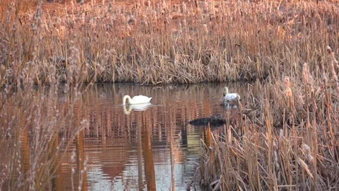 Spring. The swans are back 04 Stock Footage 270344829