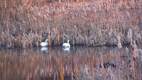 Spring. The swans are back 05 Stock Footage 270344852