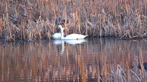 Spring. The swans are back 06 Stock Footage 270344847