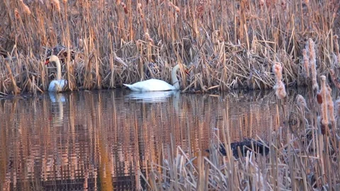 Spring. The swans are back 07 Stock Footage 270344866