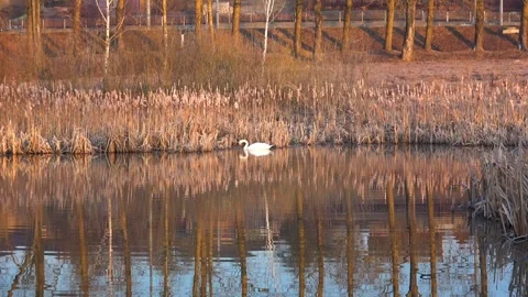 Spring. The swans are back 08 Stock Footage 270344870
