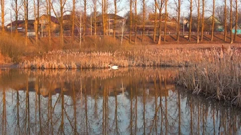 Spring. The swans are back 09 Stock Footage 270344889