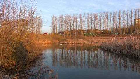 Spring. The swans are back 11 Stock Footage 270344915
