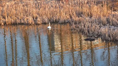 Spring. The swans are back 12 Stock Footage 270344956