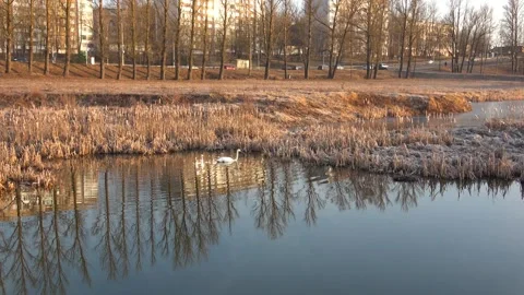 Spring. The swans are back 13 Stock Footage 270345017