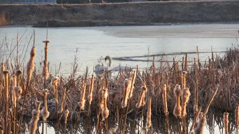 Spring. The swans are back 14  Stock Footage 270345041
