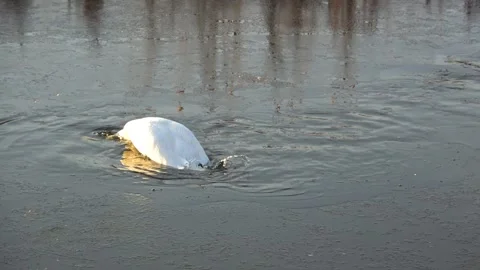 Spring. The swans are back 15 Stock Footage 270345062
