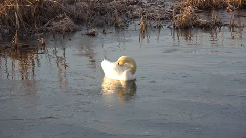 Spring. The swans are back 17 Stock Footage 270345127