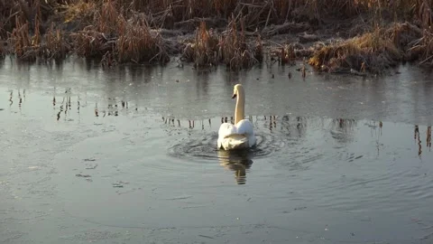 Spring. The swans are back 18 Stock Footage 270345130