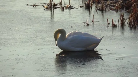 Spring. The swans are back 19 Stock Footage 270345176