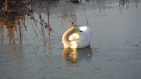 Spring. The swans are back 20 Stock Footage 270345212