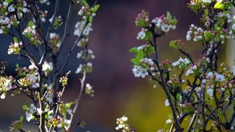 Spring swaying flowers in the wind at dusk Stock Footage 131386597