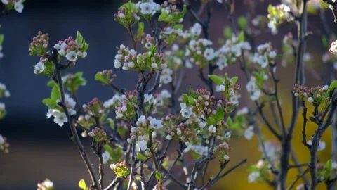 Spring swaying flowers in the wind at dusk Stock Footage 131387119