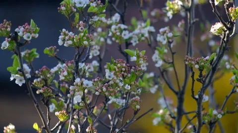 Spring swaying flowers in the wind at dusk Stock Footage 131387140