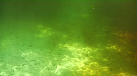 Spring Swim Upstream Stock Footage 739125